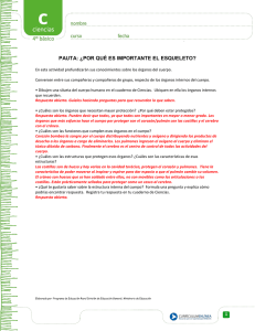 pauta: ¿por qué es importante el esqueleto?