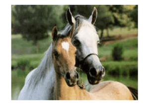 PIERNA Y PIE MIOLOGIA