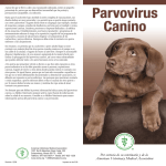 El Parvovirus Canino - American Veterinary Medical Association