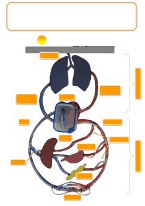 sistema linf&aacute;tico - Cor de Maria Valls