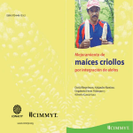 Mejoramiento de maíces criollos por integración de alelos