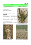 Iris yellow spot virus (IYSV)