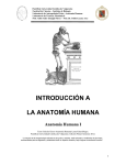 introducción a la anatomía humana - Pontificia Universidad Católica