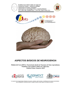 aspectos básicos de neurociencia - Pontificia Universidad Católica