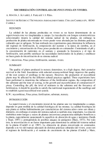 MICORRIZACIÓN CONTROLADA DE PINUS PINEA EN VIVERO. La
