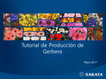 Tutorial de Producción de Gerbera
