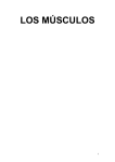 LOS MUSCULOS