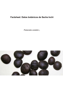 Factsheet: Datos botánicos de Sacha Inchi