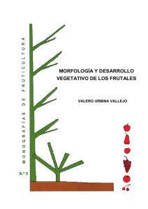 morfología y desarrollo vegetativo de los frutales