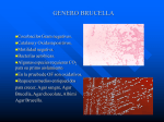 GENERO BRUCELLA - microbitos blog