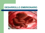 desarrollo embrionario