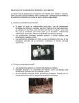 Descargar PDF - CLUB FORESTIN