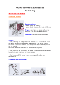 Apuntes de Anatomía - SudarLaCamiseta.com