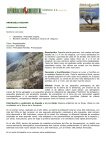 ANDROSELA RIOJANA (Androsace rioxana)