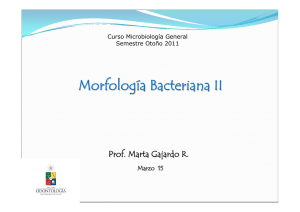 Morfología Bacteriana II - U