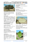 080.Quercus ilex - Comarca Ribera Baja del Ebro