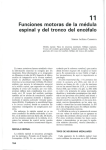 11 Funciones motoras de la médula espinal y del tronco del encéfalo
