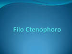 Filo Ctenophoro