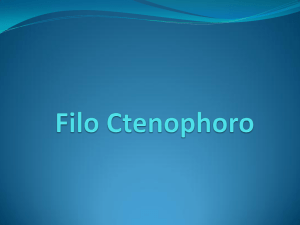 Filo Ctenophoro
