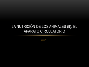 La nutrición de los animales (II). El aparato circulatorio