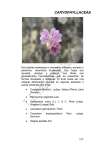 20 Caryophyllaceae - Ayuntamiento de Valverde del Camino