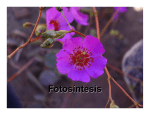 Fotosíntesis - U