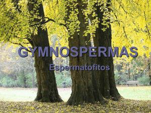 gymnospermas - botanicaense