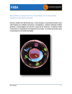 Describen el papel de los lisosomas en la toxicidad hepática