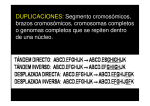 DUPLICACIONES: Segmento cromosómicos, brazos cromosómicos