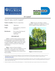 El Canistel - Miami-Dade Extension
