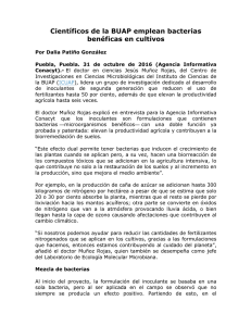 Científicos de la BUAP emplean bacterias benéficas en cultivos