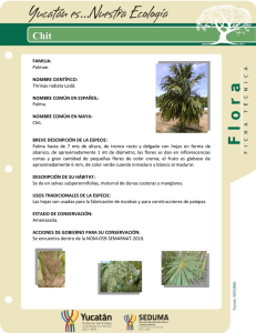 FAMILIA: Palmae. NOMBRE CIENTÍFICO: Thrinax radiata Lodd