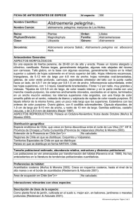 Alstroemeria pelegrinaL.