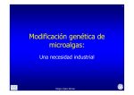 Modificación genética de microalgas