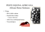 PESTE EQUINA AFRICANA African Horse Sickness