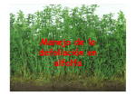 Manejo de alfalfa