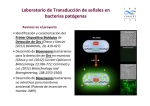 Laboratorio de Transducción de señales en bacterias patógenas