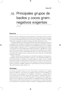 Principales grupos de bacilos y cocos gram
