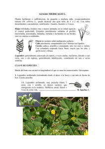 GENERO MEDICAGO L.