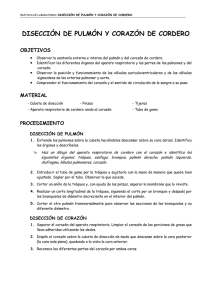 disección de pulmón y corazón de cordero