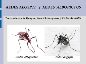 AEDES AEGYPTI y AEDES ALBOPICTUS