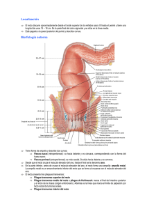 Recto y ano.