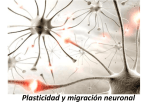 Plasticidad y migración neuronal