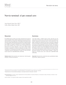Nervio terminal: el par craneal cero