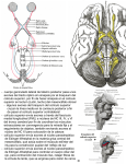 cuerpo geniculado lateral de tálamo posterior pasa unos axones del