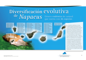Diversificación evolutiva