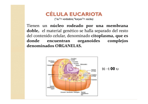 Celula eucariota.Organelas