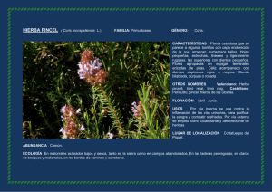 HIERBA PINCEL ( Coris monspeliensis L.) FAMILIA: Primuláceas