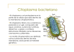 Citoplasma bacteriano