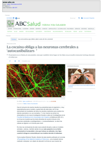 La coca&iacute;na obliga a las neuronas cerebrales a